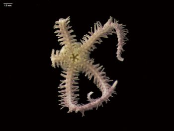Media type: image; Invertebrate Zoology 144551